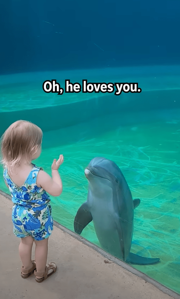 Toddler and dolphin